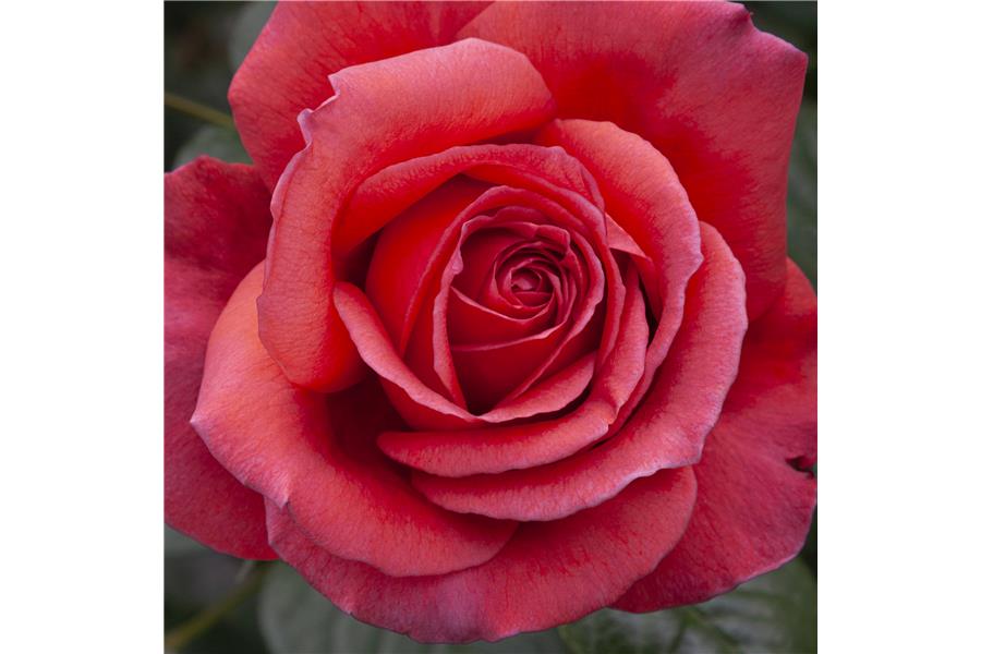 Rose Legacy